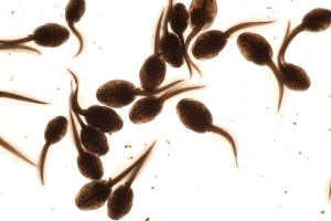 Tadpoles